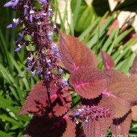 Coleus scutellarioides (L.) Benth.